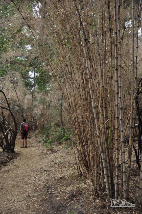Caminhando no Parque Nacional Los Alerces, ao norte de Trevelin, na patagônia argentina